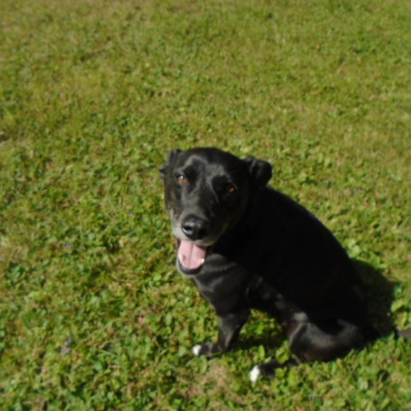 Meet your Posher, Labrador - Picture 8 of 16